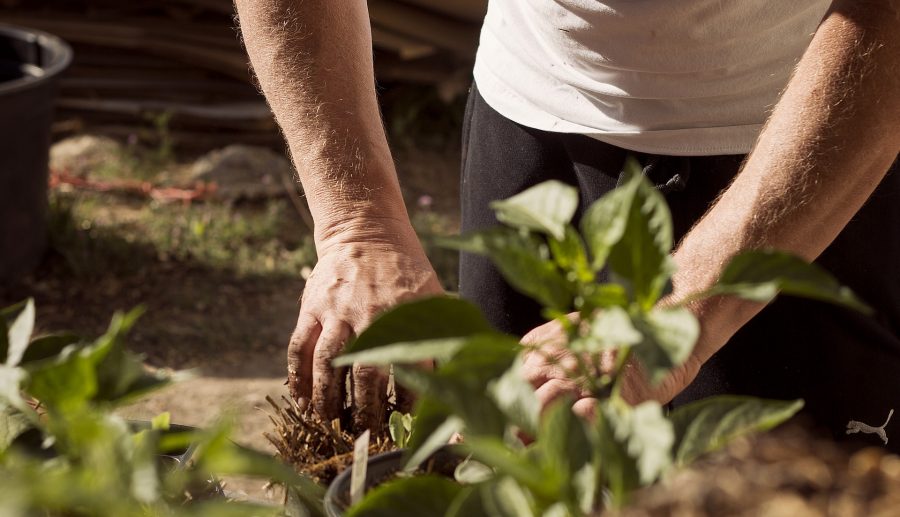 Hoveniers gaan klimaatadaptief werken