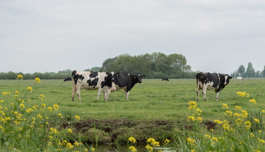 Vergunning voor Verveka in Hoornaar ligt klaar