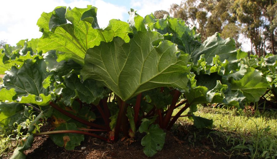 Resultaten moestuinonderzoek PFAS verwacht op 5 september