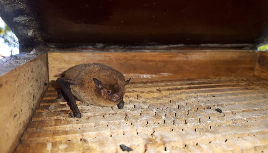 Landelijke werkwijze Natuurvriendelijk Isoleren gestopt in Zuid-Holland