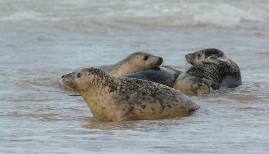 Geboortegolf in de Noordzee