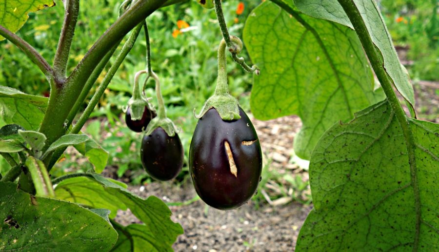 Uitgebreider moestuinonderzoek rond Chemours van start